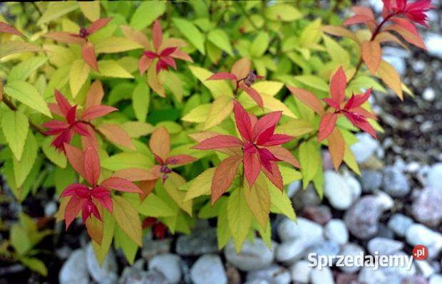 Tawuła Japońska GOLD FLAME wielkopolskie Pogorzela