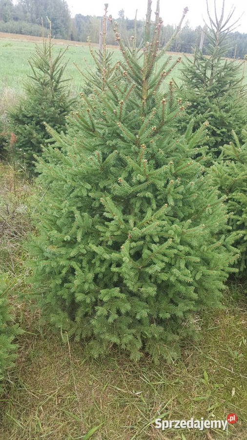 Choinki prosto z prydomowej plantacji Garwolin sprzedam