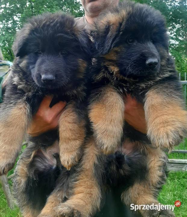Owczarek niemiecki Bukowno
