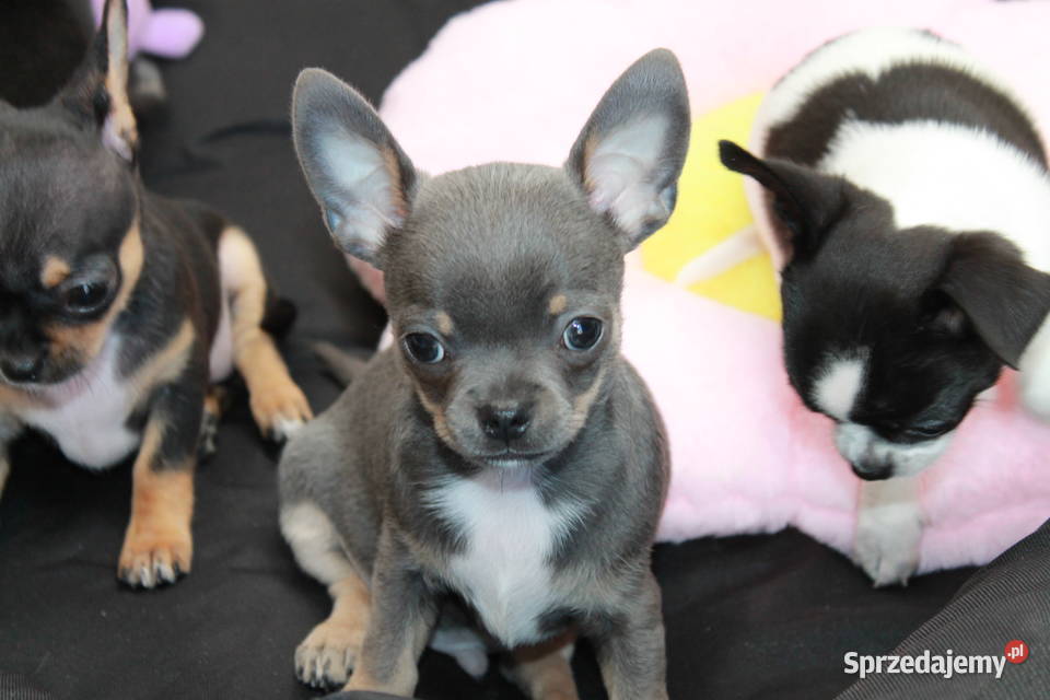 Chihuahua błękitny krótkowłosy chłopiec ZKwP FCI zachodniopomorskie Świnoujście