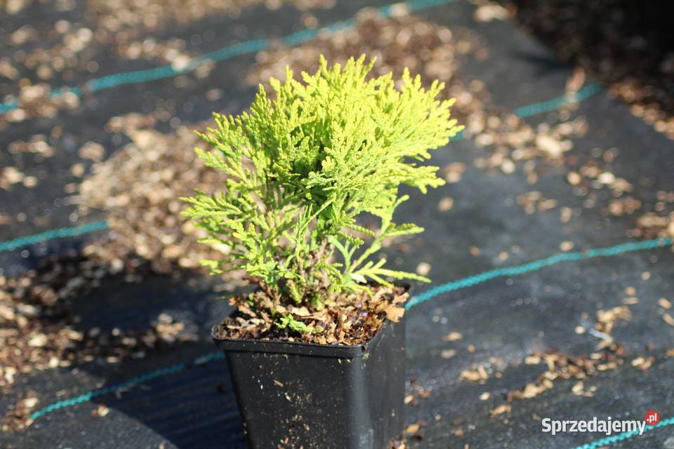 Żywotnik zachodni Mirjam thuja tuja Mirjam