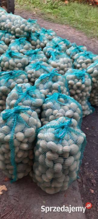 Ziemniaki jadalne Rolnictwo Łańcut