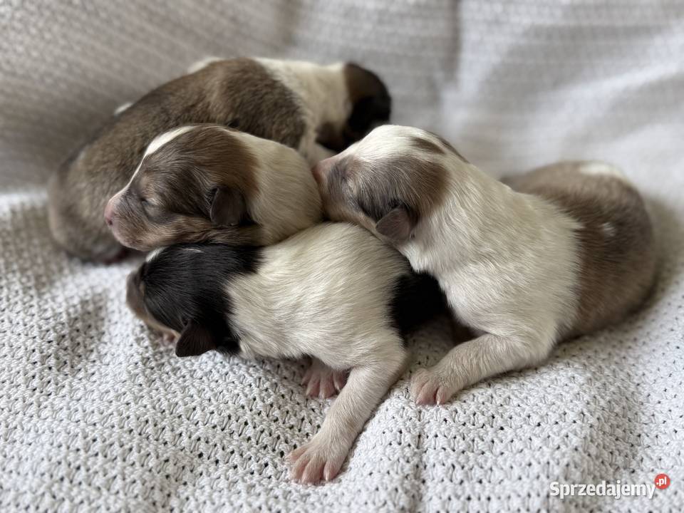 Owczarek szkocki długowłosy Colie Ostrołęka sprzedam