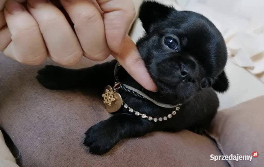Chihuahua Plenna