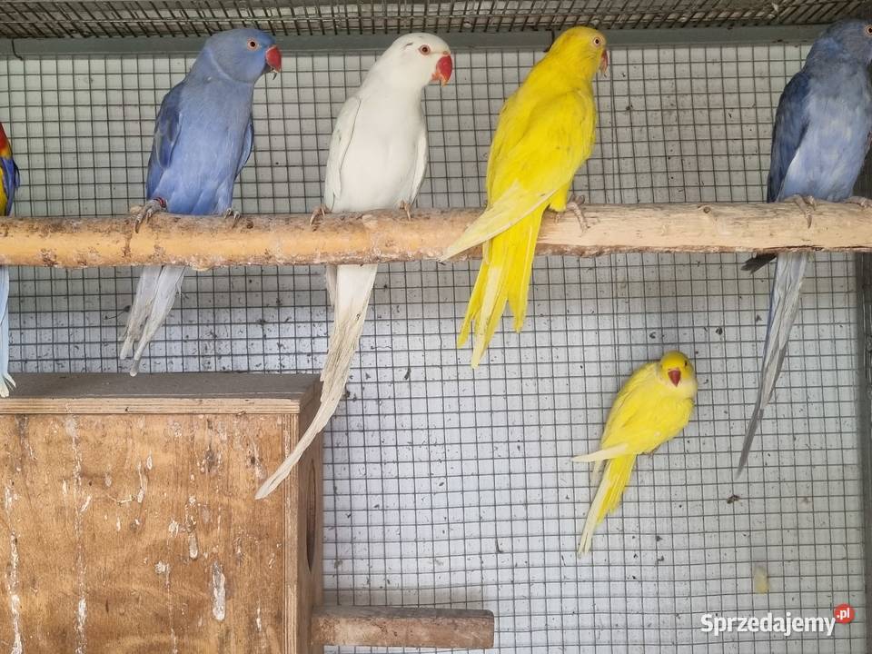 Papugi aleksandretty obrożne rozelle królewskie Ptaki Biczyce Górne