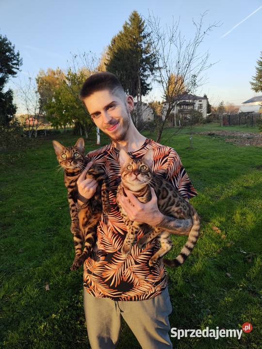 Koty Bengalskie kot bengalski miot C FPL Felis podkarpackie Iskrzynia sprzedam