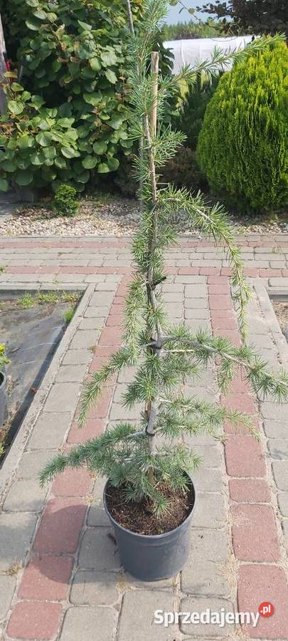 Cedr himalajski Pendula Sompolno