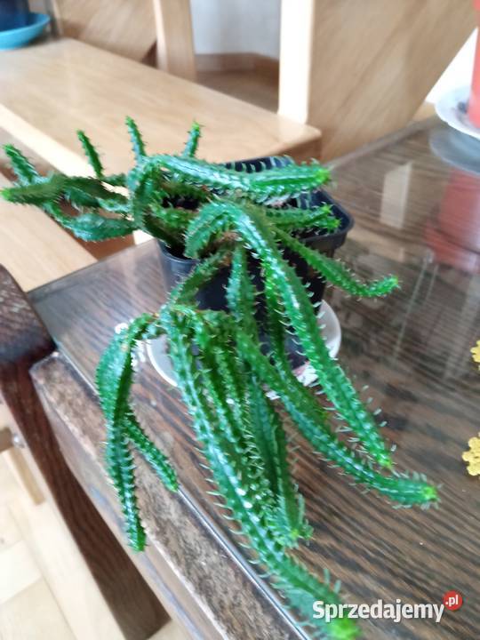 Sprzedam aloesy tygrysie a także Białystok