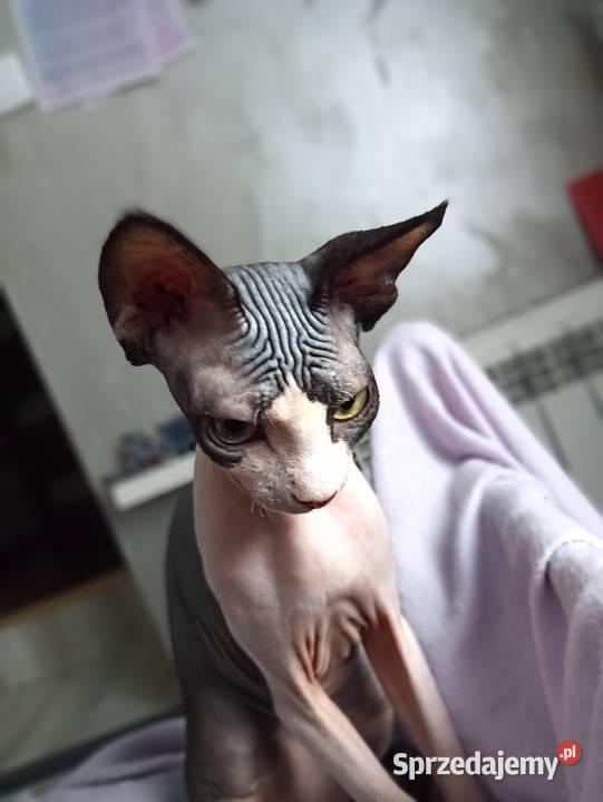 Sfinks Kanadyjski kotka FPL wielkopolskie