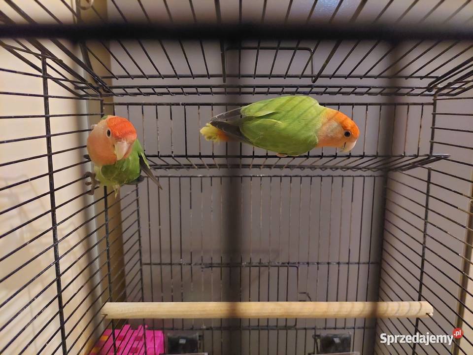 Papugi nierozłączki klatka