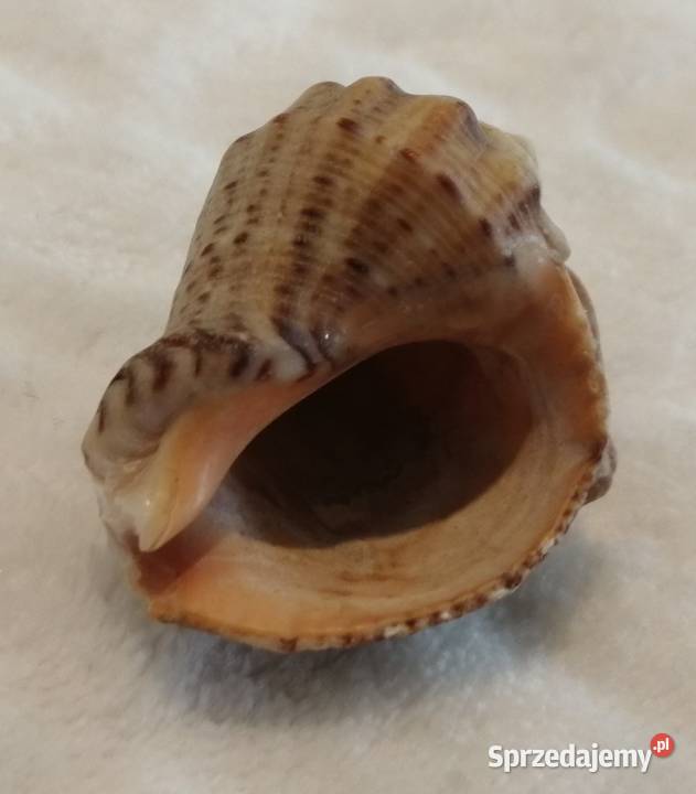 Muszla 38 56 Kreatywne śląskie Czeladź