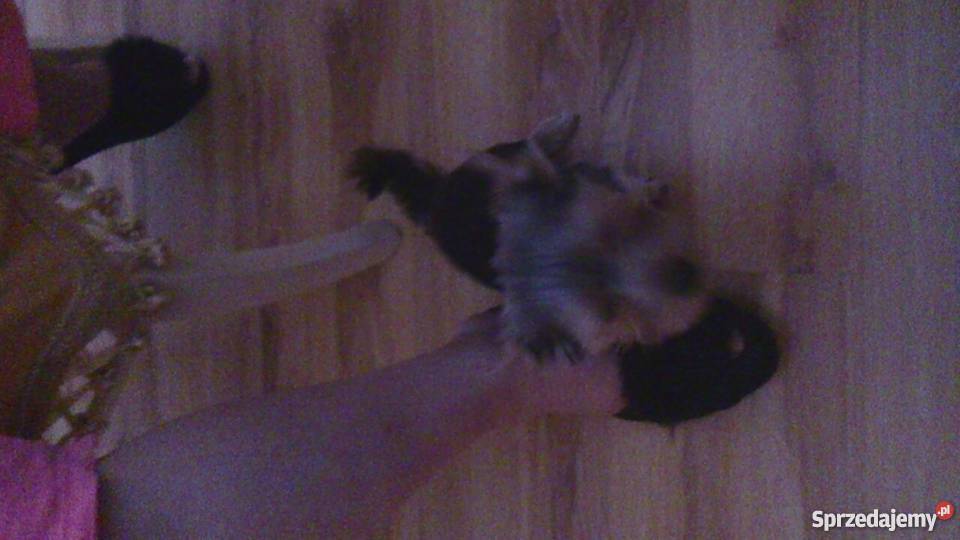 York mini dolnośląskie Legnica