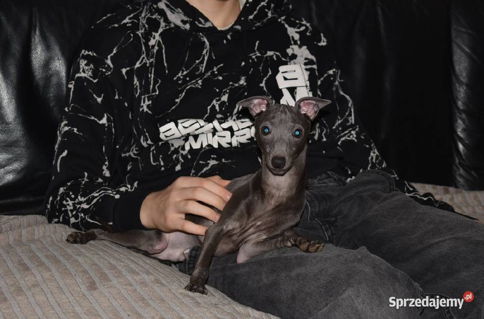 Charcik Włoski piesek ZKwP FCI