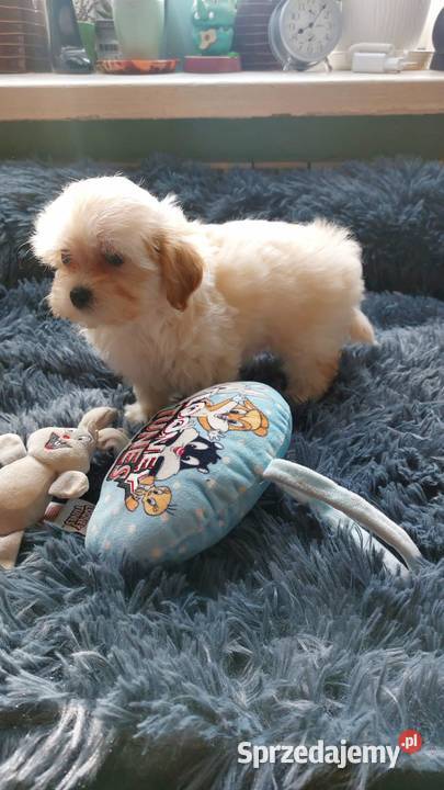 Maltipoo szczeniaczki suczki sprzedam