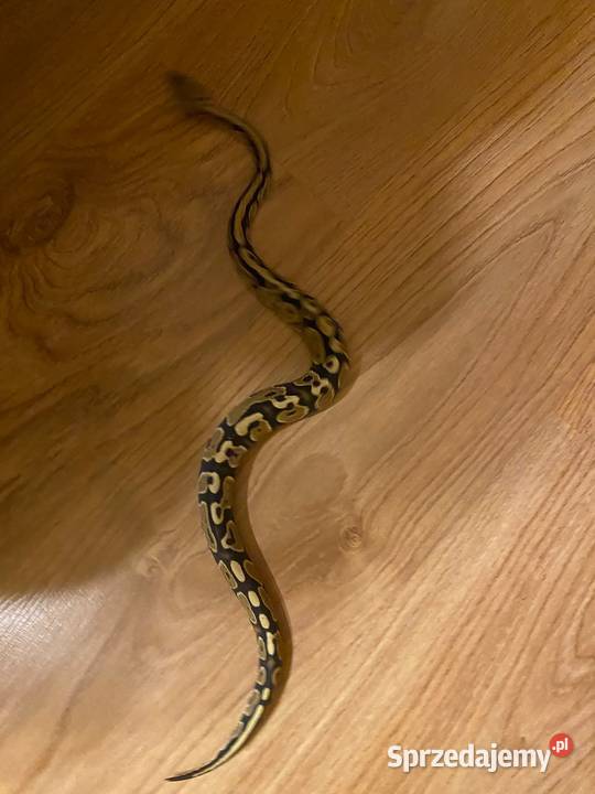 Pyton królewski samica Gorzów Wielkopolski