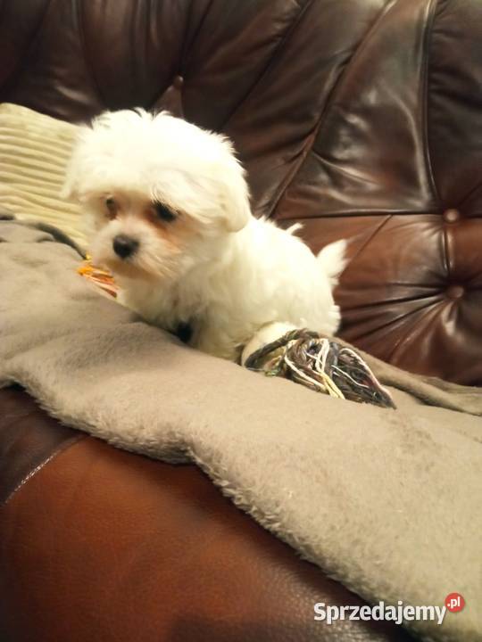 Maltańczyk suczka Dębica