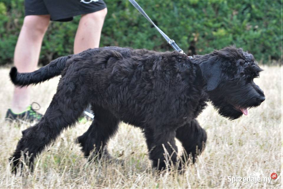 CZARNY TERIER ROSYJSKI szczenięta rodowodowe Pozostałe Szczecin