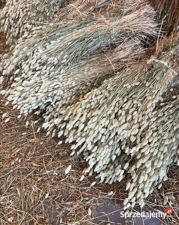 Naturalny kanar pęczki zbóż zasuszonych kłosy Kompozycje kwiatowe lubelskie Lublin