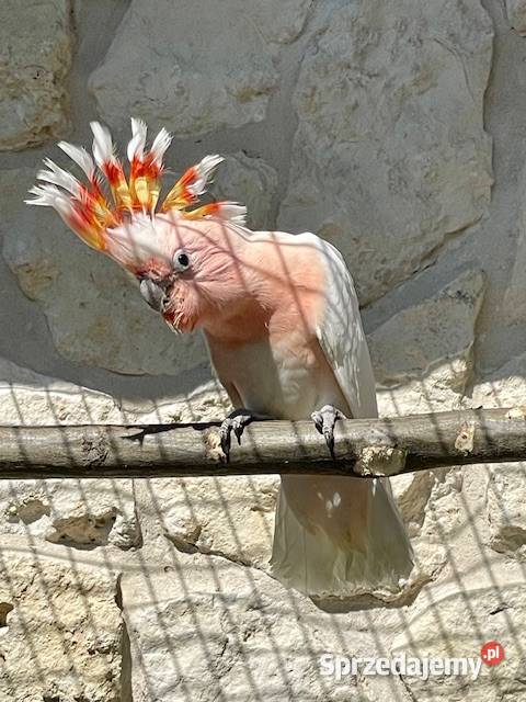 kakakdu inka 02 samiczki Kraków