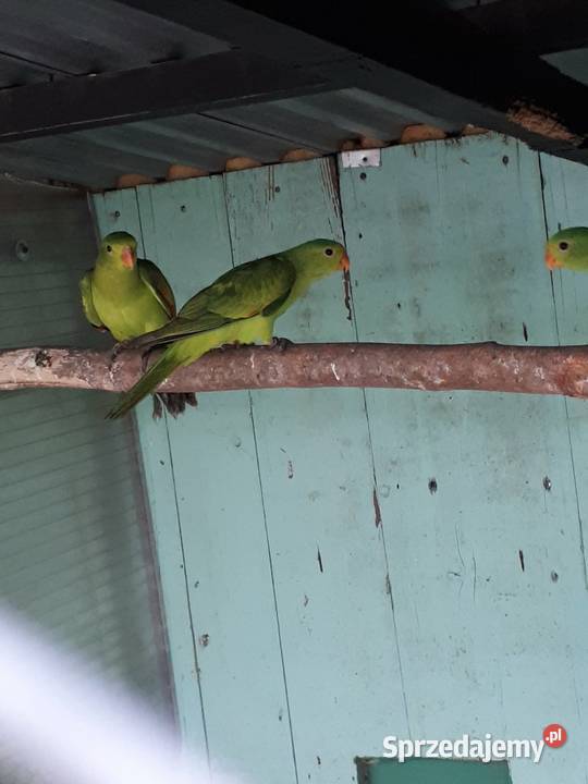 Papugi czerwonoskrzydłe krasnopiórki Skała