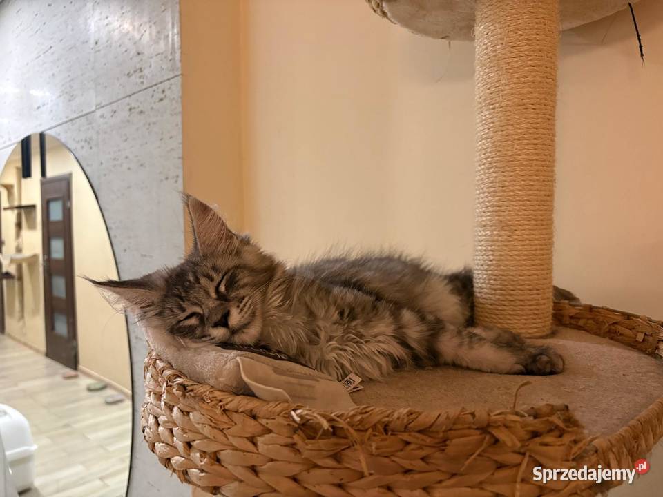 Maine Coon Kotka Mia Szembruk