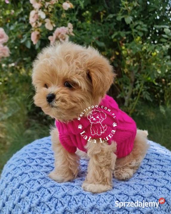 Maltipoo maltańczyk pudel F1 maltipoocom sprzedam