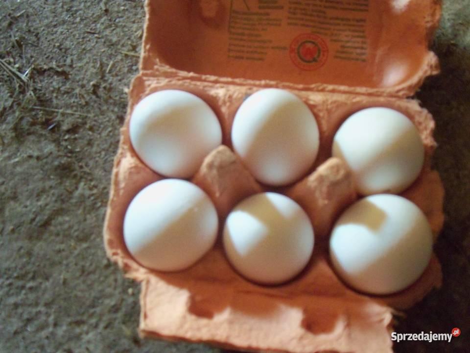 jaja lęgowe leghorn Książnice