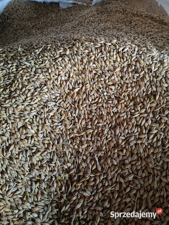 Sprzedam jęczmień jary