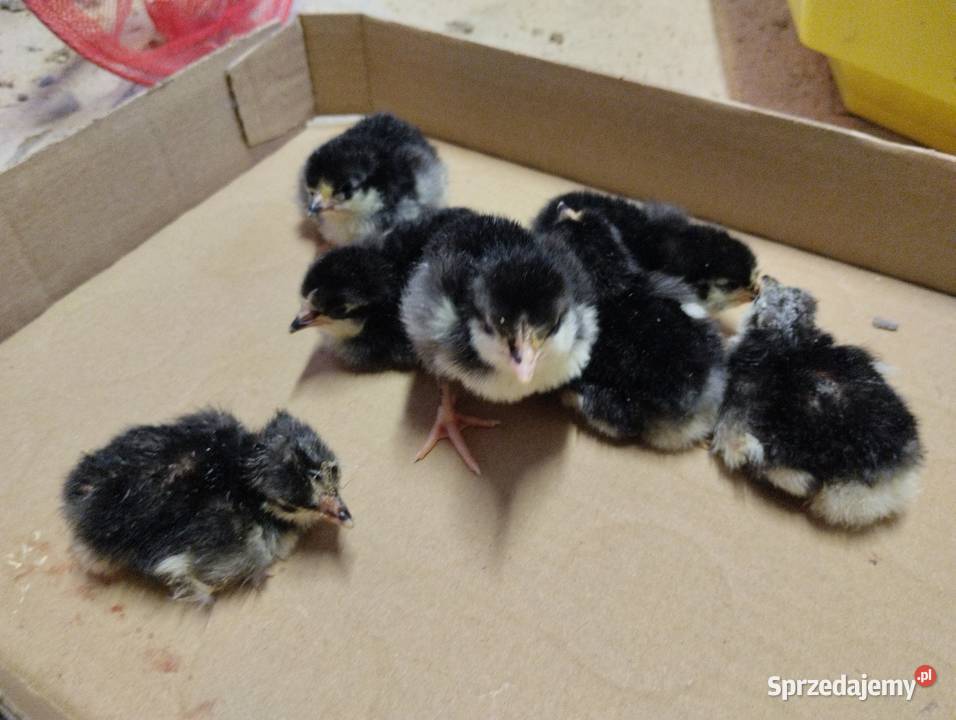 Pisklęta kurczęta ayam cemani vorwerk hamburskie Opatów