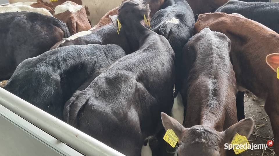 Cielaki byczki mięsne I mieszańce Ostrołęka sprzedam