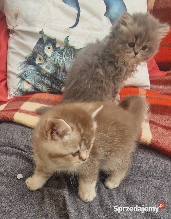 Brytyjskie Szamotuły