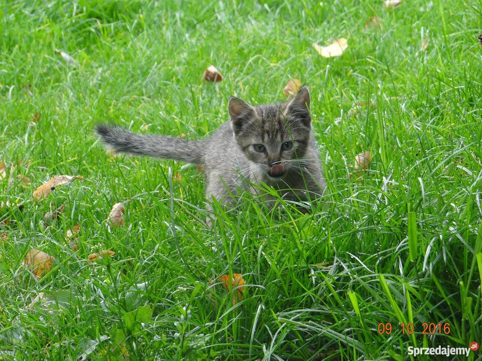Małe koty kotki Gniezno