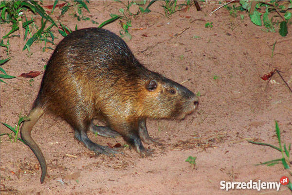 NUTRIE mazowieckie Warszawa