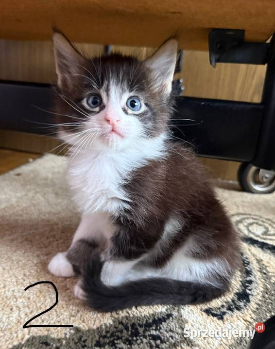 Maine Coon kocięta Wrocław