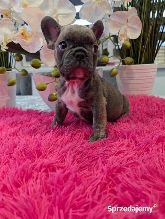 Buldog francuski piesek Gdańsk sprzedam