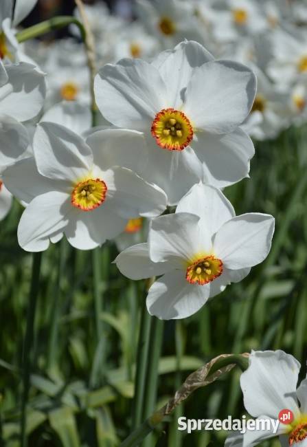 Cebulki narcyza starej odmiany Radom