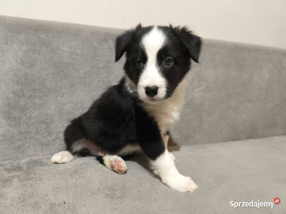 Piesek Border collie czarnobiały z rodowodem z Pozostałe Rymanów