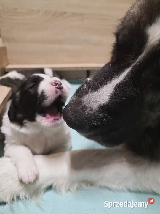 MASTIF PIRENEJSKI ZKWP FCI Pozostałe Arentowo