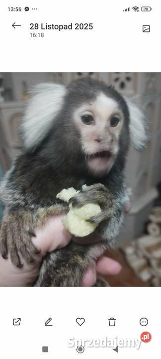 Sprzedam małpkę Marmozeta białoucha Trzebinia
