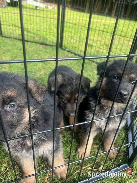 Domowe Owczarki Niemieckie z Rodowodem Tarnowiec