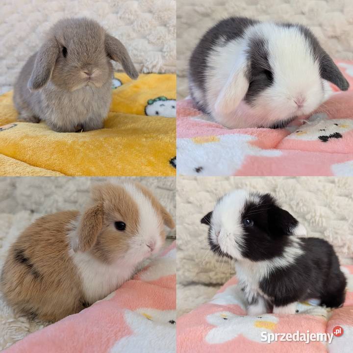 Króliki miniaturki mini lop małe karzełki małopolskie Kraków