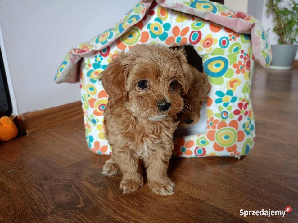 Maltipoo F1b Miechów
