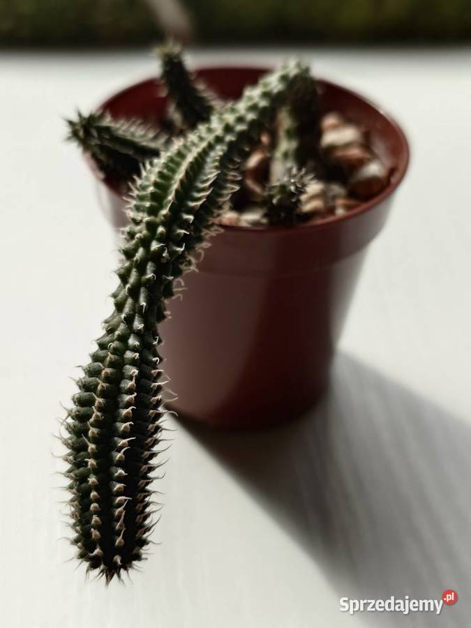 Echidnopsis chrysantha sukulent miniatura Warszawa