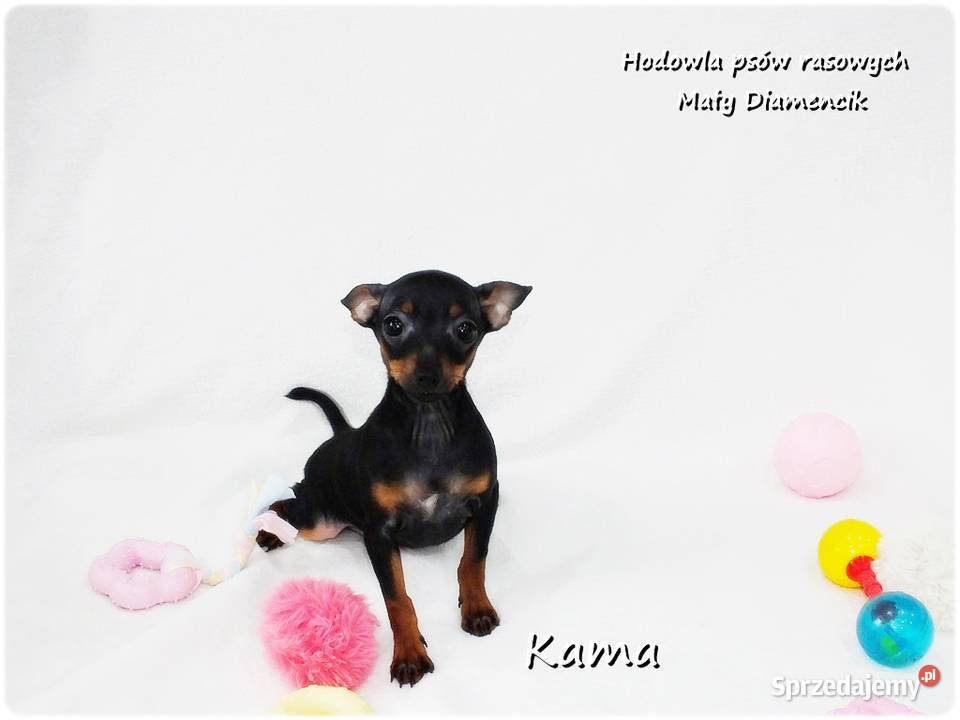 Pinczer miniaturowy Ratlerek Suczka KAMA z Żary sprzedam