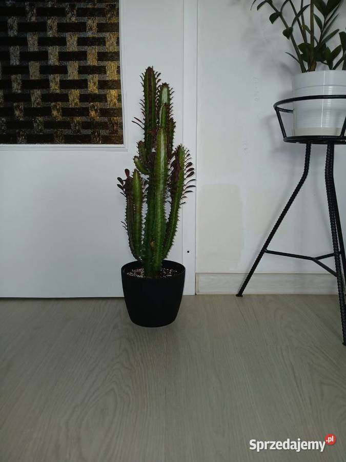 Euphorbia Trigona Rubra 60 wilczomlecz bordowy Częstochowa