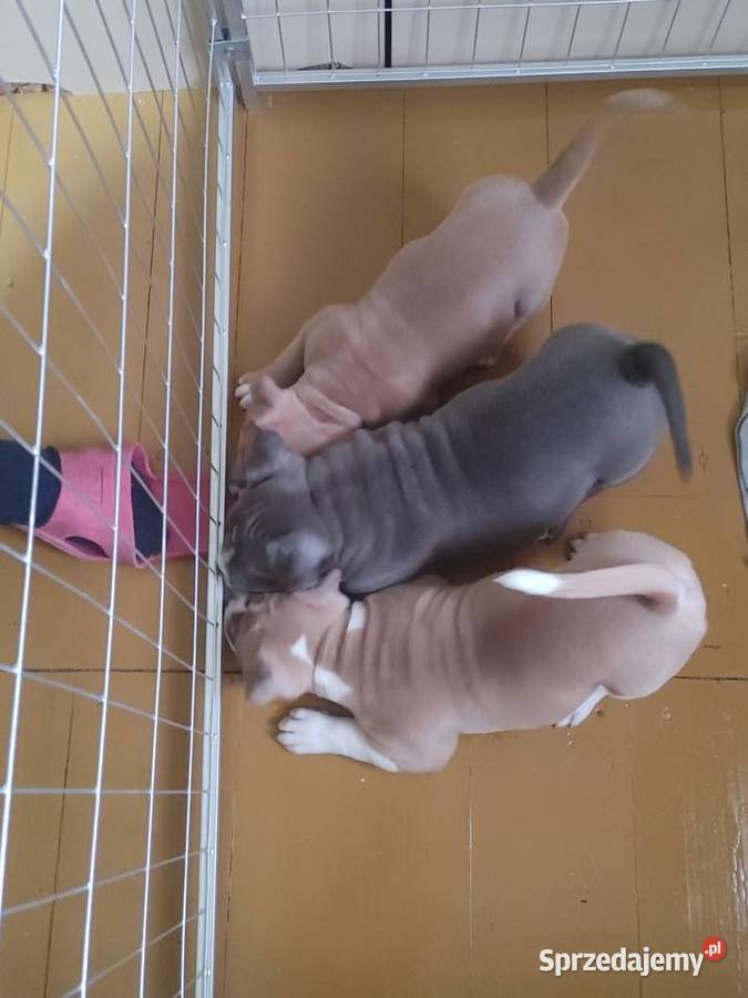 Wyjatkowe American Bully Pocket Extreme ABKC dolnośląskie