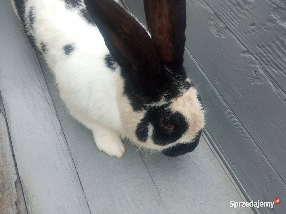 Króliki mieszance srokacz niemiecki młode biało wielkopolskie Ryczywół