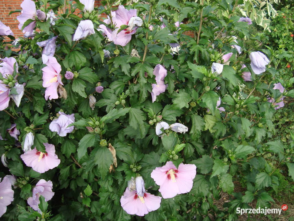 Trzmielina na pniu różne kolory i wysokości wielkopolskie Sośnica