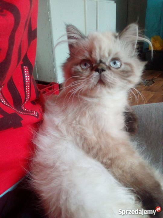 Sprzedam kocurka perskiego himalajskiego zachodniopomorskie Szczecinek