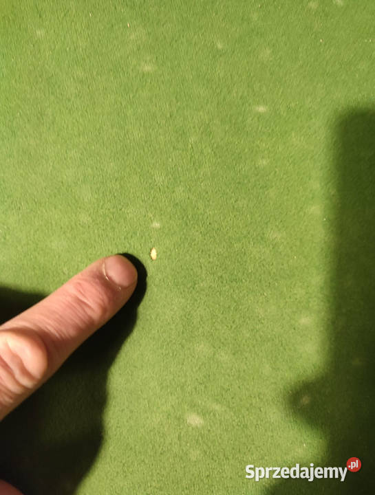 Stół bilardowy 230x130 Ping pong cymbergaj Kościan sprzedam